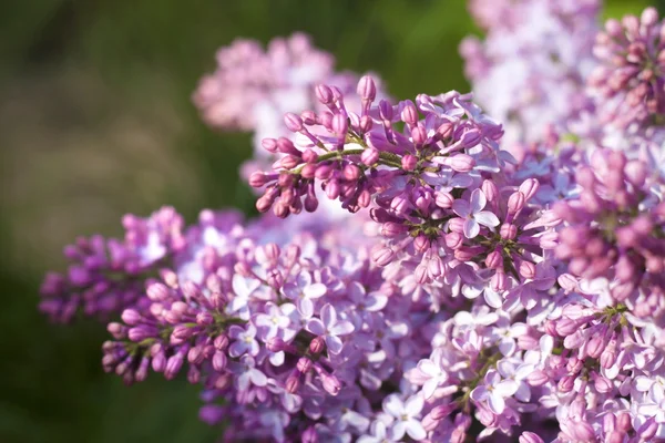 Lilas pourpre gros plan — Photo