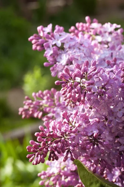 Lilas pourpre gros plan — Photo