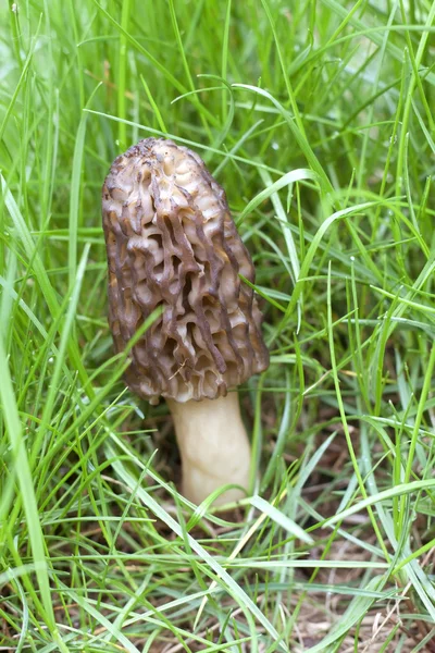 Morel mushroom growing in the grass — Stock Photo, Image