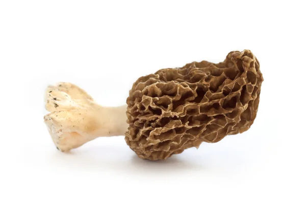 Morel paddestoel geïsoleerd op witte achtergrond — Stockfoto