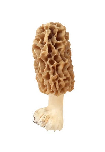 Morel sieni eristetty valkoisella taustalla — kuvapankkivalokuva