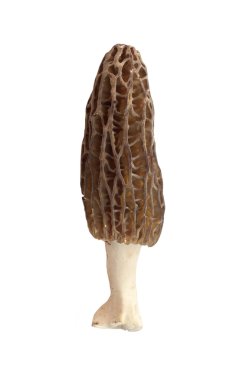 morel mantarlı beyaz zemin üzerine izole