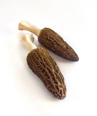 beyaz zemin üzerinde izole Morel mantarı