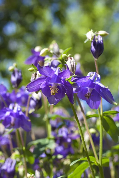 Azul Aquilegia flores close-up — Fotografia de Stock