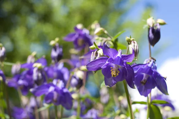 Closeup květy modré aquilegia — Stock fotografie