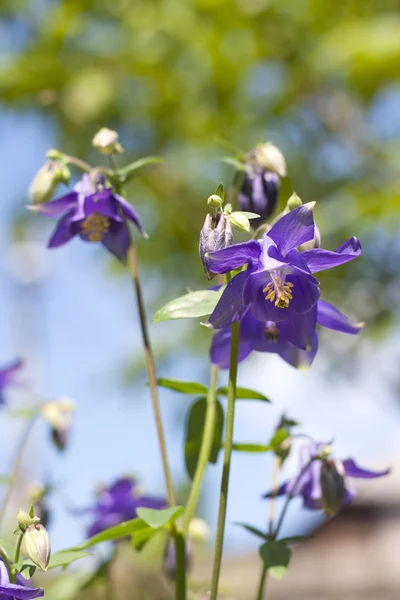 Azul Aquilegia flores close-up — Fotografia de Stock