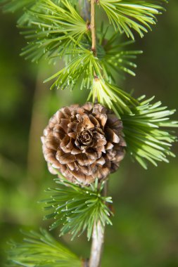 Branch of larch tree with cone clipart