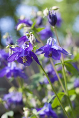 Mavi aquilegia çiçek portre