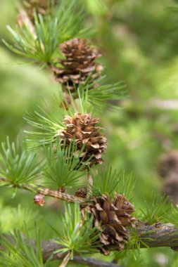 Branch of larch tree with cones clipart