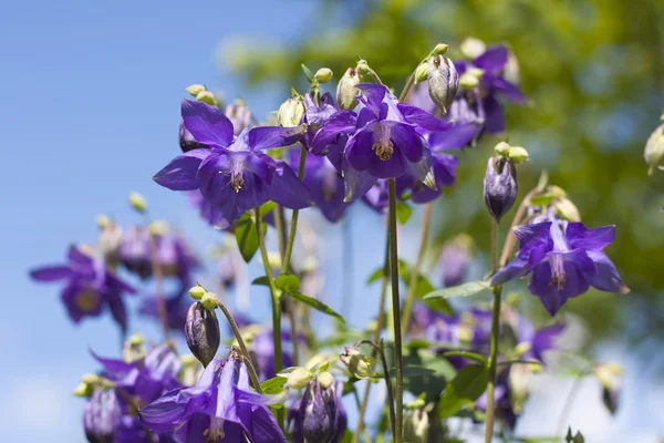 Closeup květy modré aquilegia — Stock fotografie