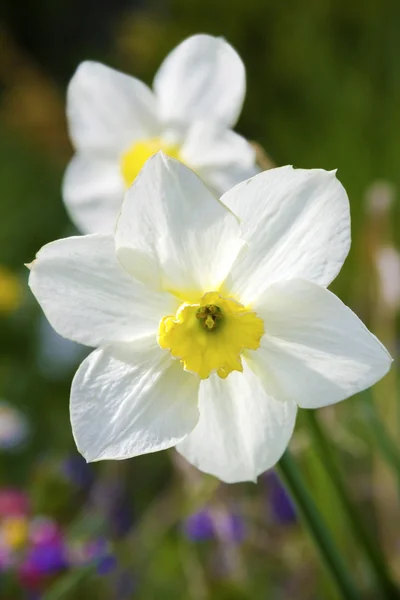 Flor de narciso na primavera — Fotografia de Stock