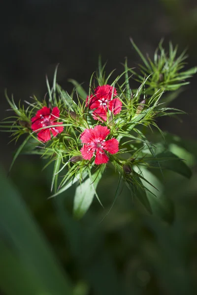 Dianthus barbatus kwiat zbliżenie — Zdjęcie stockowe