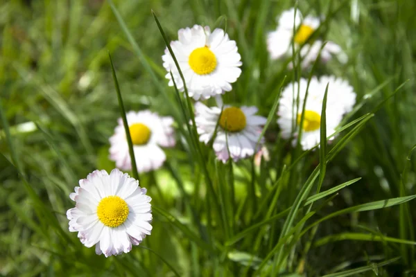 Fleurs de marguerite blanche dans l'herbe verte — Photo