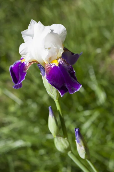 Violet en witte iris bloem close-up — Stockfoto