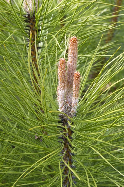Pine met lente ontluikt close-up — Stockfoto