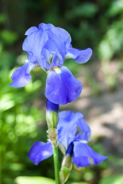 Violett och vitt iris blomma närbild — Stockfoto