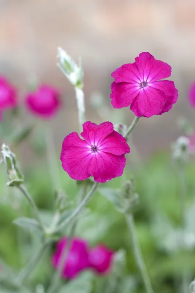 Silene coronaria (campion rosa) flores de primer plano —  Fotos de Stock