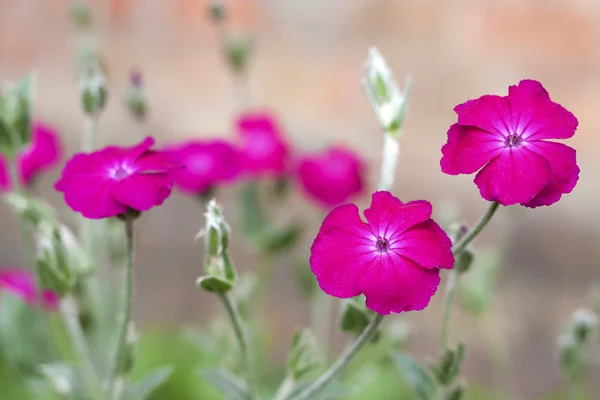Silene coronaria (rosa campião) flores close-up — Fotografia de Stock