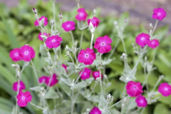 Silene coronaria (rosa campião) flores close-up — Fotografia de Stock