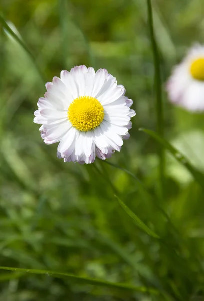 Vit marguerite blomma i grönt gräs — Stockfoto