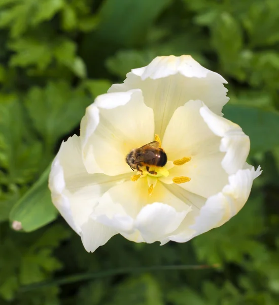 Abelha sentada em uma tulipa branca — Fotografia de Stock