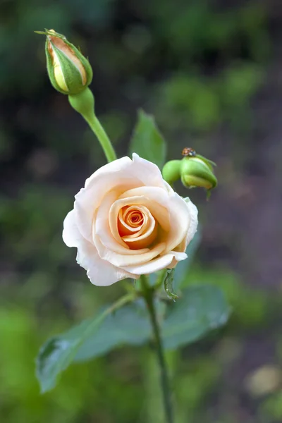 Tender rose närbild — Stockfoto