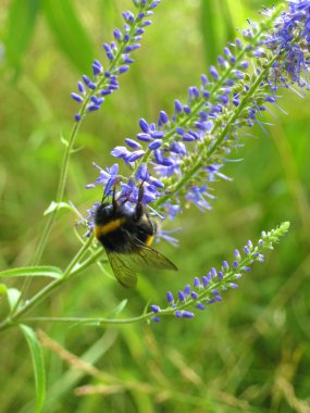 Arı nektarı mavi çiçekler üzerinde toplama