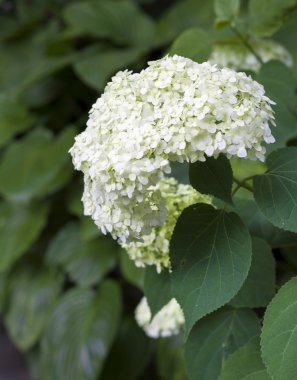 Beyaz HORTENSIA çiçek