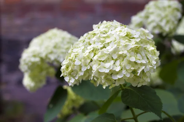Hortensia branca florescente — Fotografia de Stock