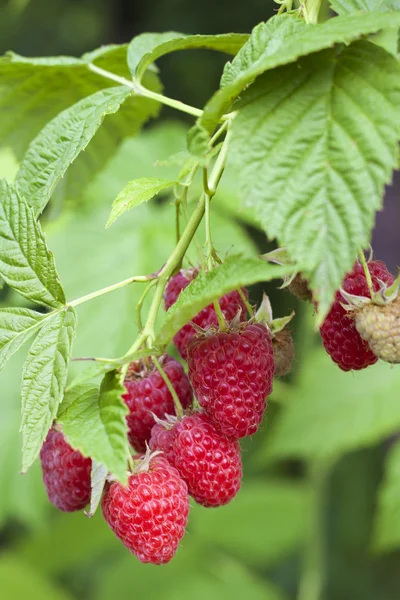 Himbeeren wachsen auf einem Zweig — Stockfoto