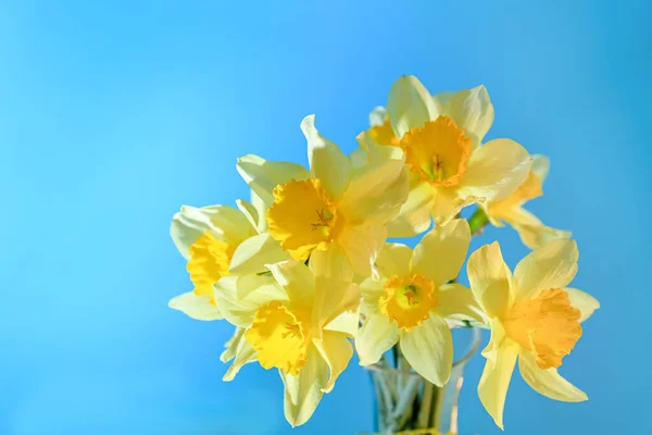 Blue Yellow Floral Background Bouquet Daffodil Holiday Postcard — стоковое фото