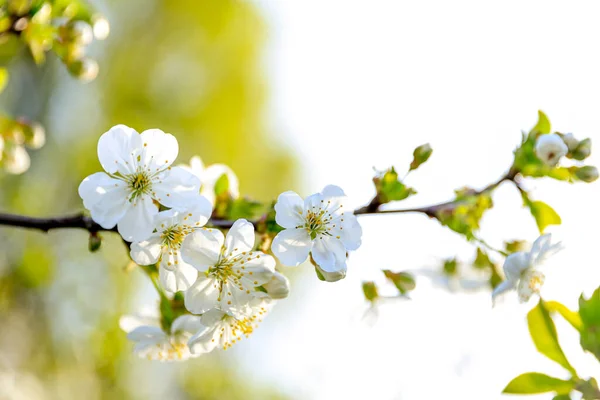 White cherry flowers in blossom in spring. Floral background. Greeting card. Growth concept. Cycle of living