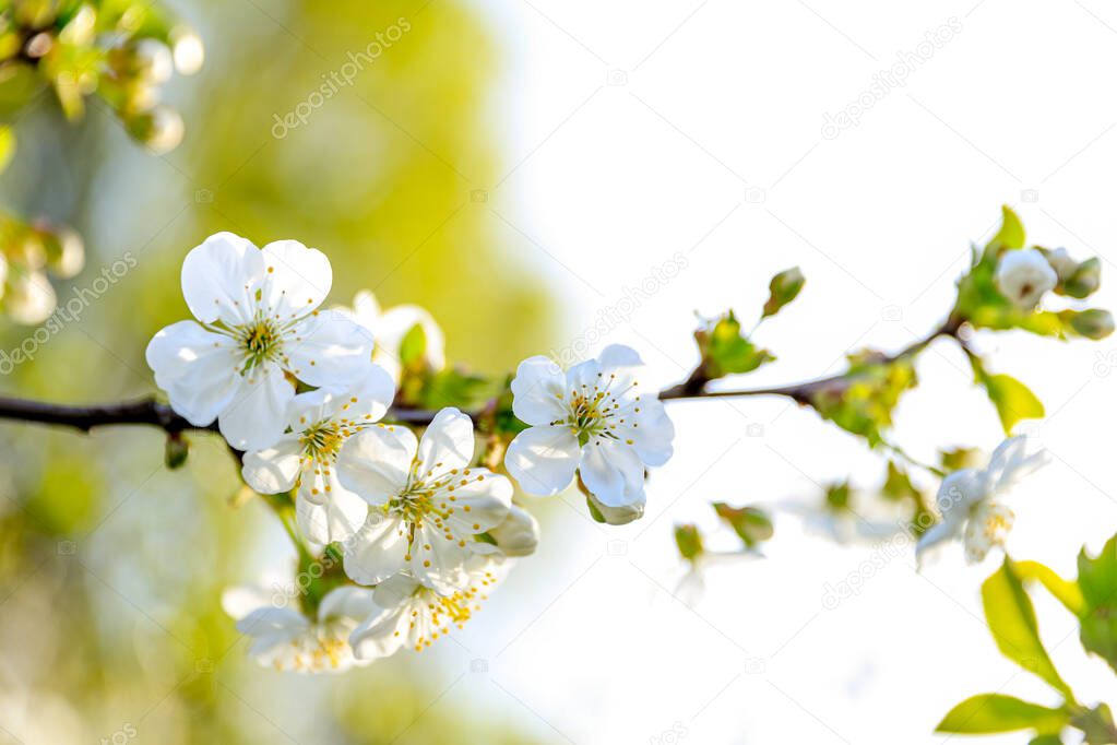 White cherry flowers in blossom in spring. Floral background. Greeting card. Growth concept. Cycle of living