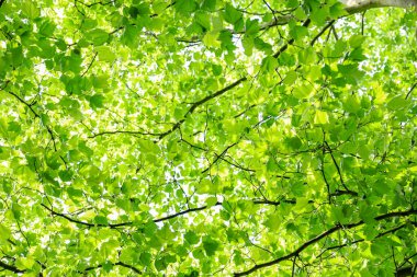 Soyut yeşil yapraklar arka plan, doğal desen, gezegen konseptini kaydet