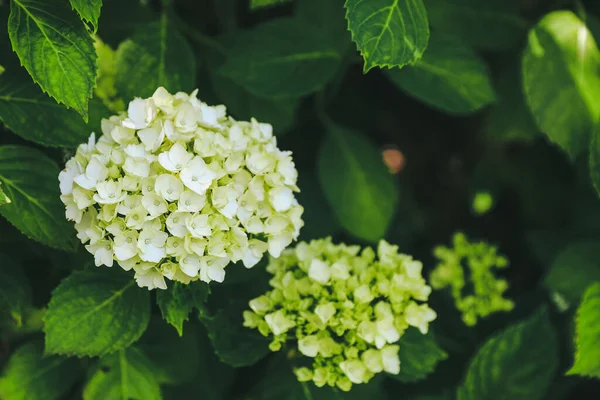 White Hydrangea flowers wallpaper, flower greeting card, floral pattern