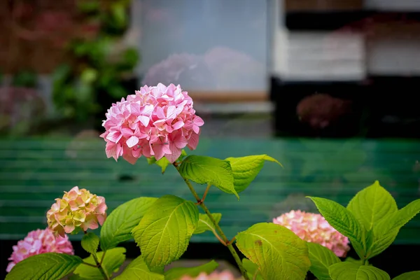 Light pink Hydrangea flowers bush in a dutch city center. Floral background. Greeting card