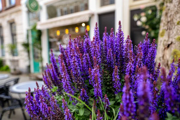 Violet lavender flowers in a cityscape, city exterior design, greeting postcard