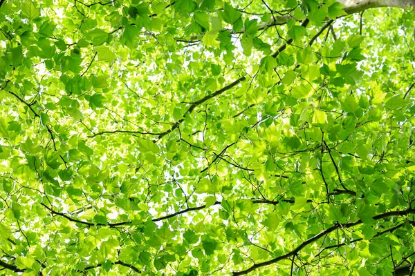 Abstract green leaves background, natural pattern, save planet concept