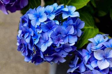 Mavi ortanca çiçeği çalısı. Çiçek arkaplan. Tebrik kartı