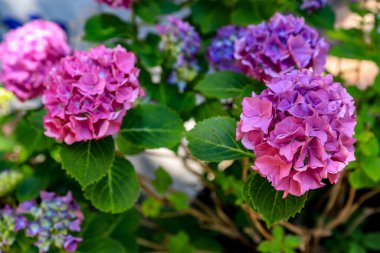 Pink and lilac Hydrangea flowers bush in summer garden on a sunny day. Floral background