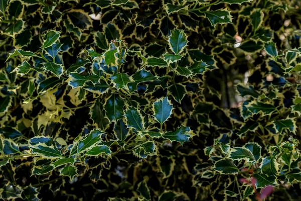 Evergreen Holly Plant Pattern Green Ilex Wallpaper Natural Pattern Christmas — ストック写真