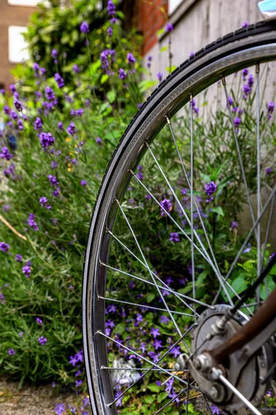A retro bike wheel on a street, with blurred lavender flowers in background, concept of Dutch traditional lifestyle 