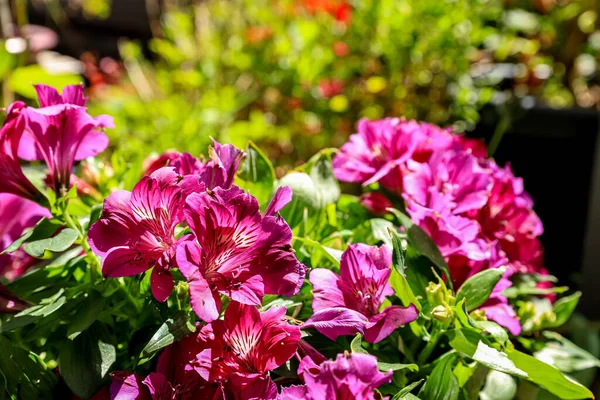 Purple Alstroemeria flowers in a flower bed on a sunny summer day. Urban floral design. Floral background