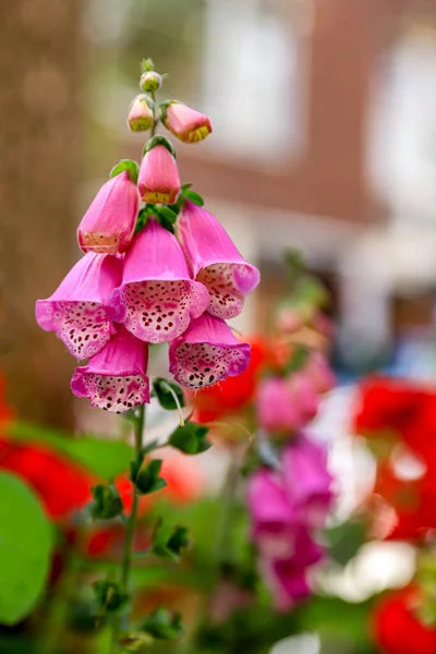 Foxglove flower in urban floral design. Medication for heart failure. Floral background