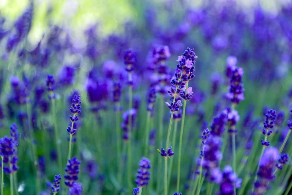 Sunny violet lavender flower field with selective focus. Aromatherapy concept. Floral background