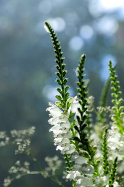 Beyaz Physostegia çiçek buketi güneş kağıdı ışınlarında. Çiçek arka planı