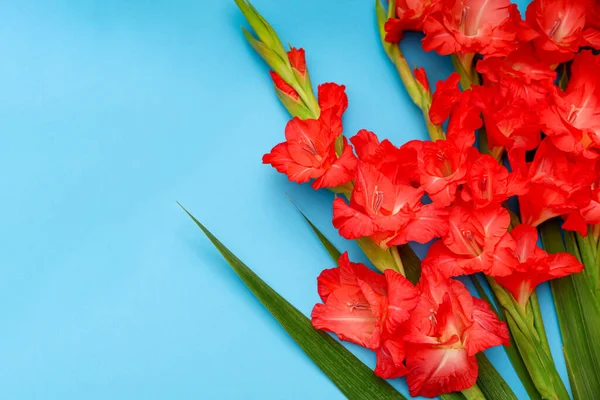 Salmon red Gladioli flowers on a light blue background. Floral greeting card
