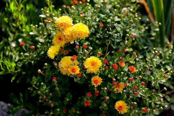 Herbststrauch Mit Gelben Chrysanthemenblüten Mit Selektivem Fokus Herbsttapete — Stockfoto