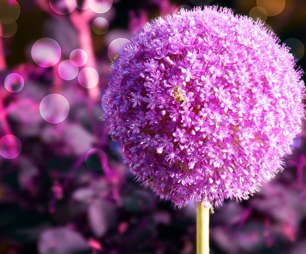 Alho violeta flor fundo — Fotografia de Stock