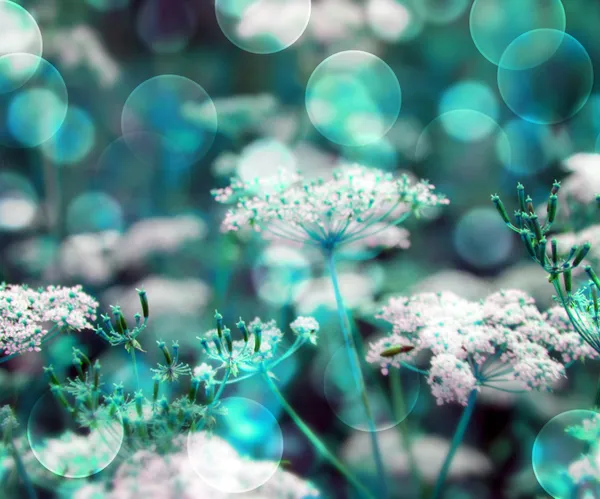 Blue Wild Flowers Background — Stock Photo, Image